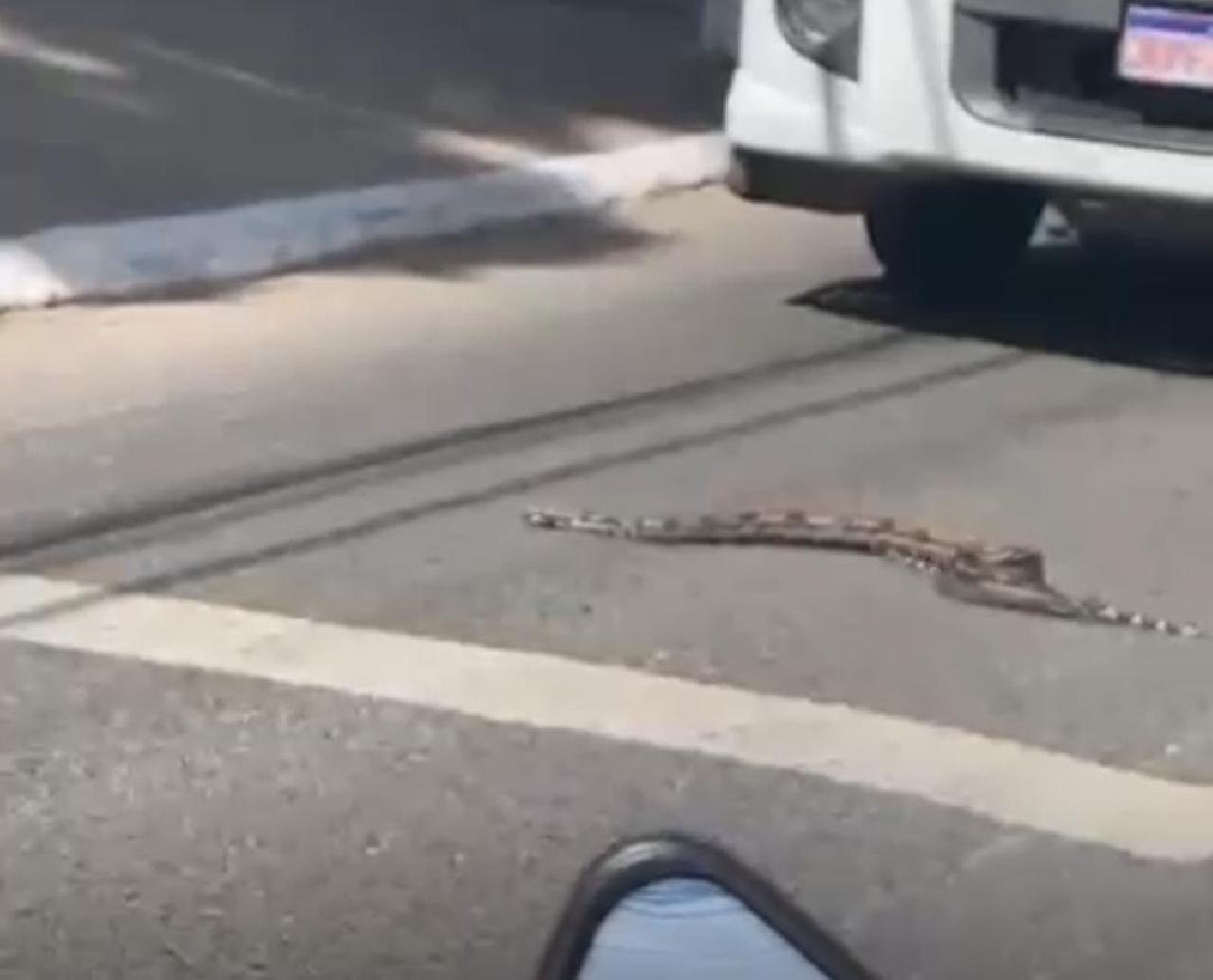NOVO FLAGRANTE DE JIBÓIA CHAMA ATENÇÃO PARA PRESENÇA CADA VEZ MAIS FREQUENTE DE COBRAS EM ILHÉUS