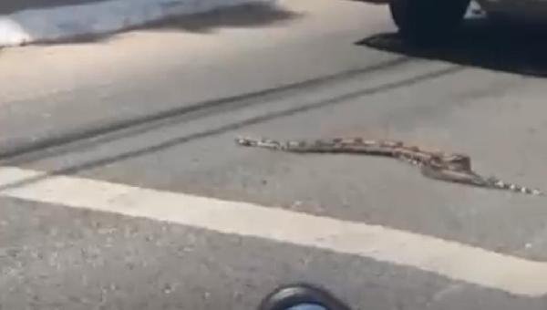 NOVO FLAGRANTE DE JIBÓIA CHAMA ATENÇÃO PARA PRESENÇA CADA VEZ MAIS FREQUENTE DE COBRAS EM ILHÉUS