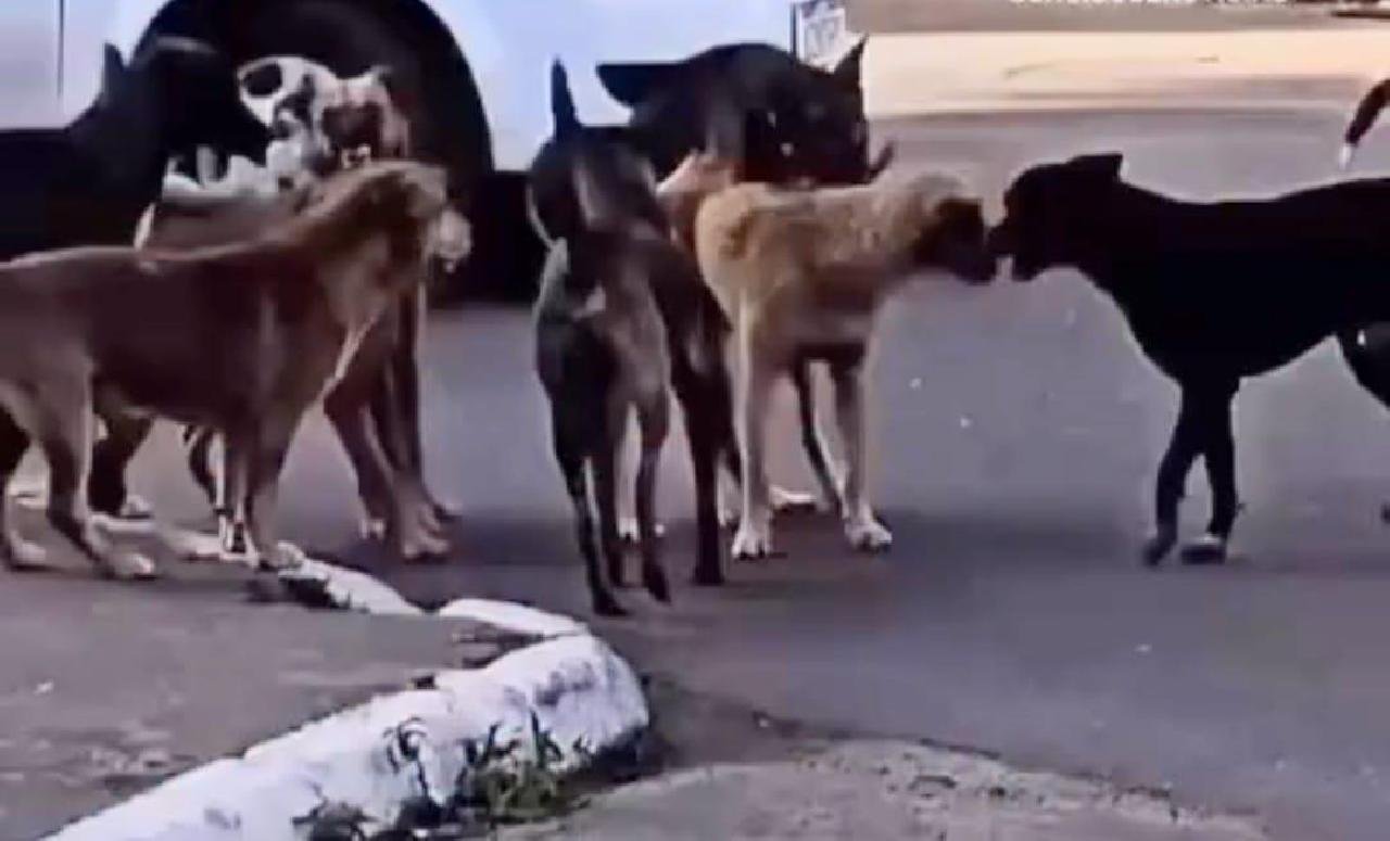 PREFEITURA DE ILHÉUS ABRE CREDENCIAMENTO PARA CASTRAÇÃO DE CÃES E GATOS COM VALOR ESTIMADO DE R$ 203 MIL