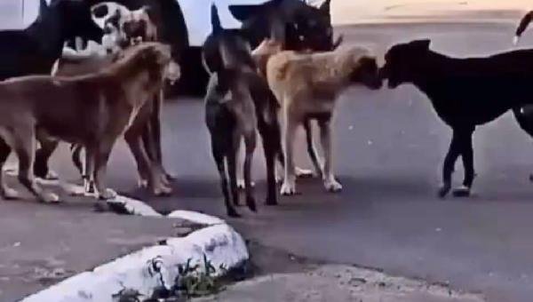 PREFEITURA DE ILHÉUS ABRE CREDENCIAMENTO PARA CASTRAÇÃO DE CÃES E GATOS COM VALOR ESTIMADO DE R$ 203 MIL