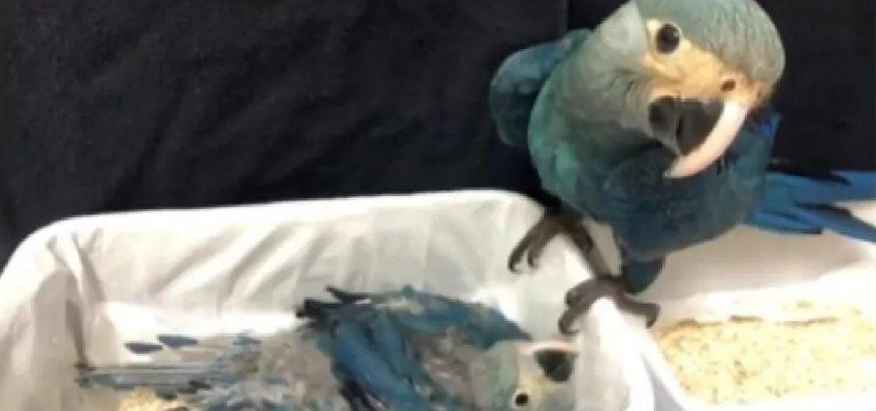 FILHOTES DE ARARINHA AZUL NASCEM EM CATIVEIRO NA BAHIA FILHOTES DE ARARINHA AZUL NASCEM EM CATIVEIRO NA BAHIA