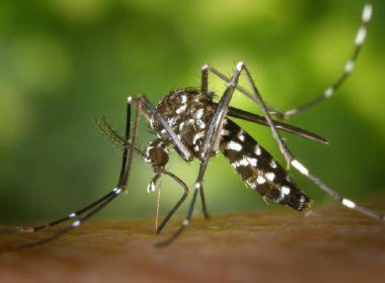 BAHIA TEM METADE DOS CASOS DE CHIKUNGUNYA DO BRASIL; REGISTROS NO ESTADO CRESCERAM 300% BAHIA TEM METADE DOS CASOS DE CHIKUNGUNYA DO BRASIL; REGISTROS NO ESTADO CRESCERAM 300%
