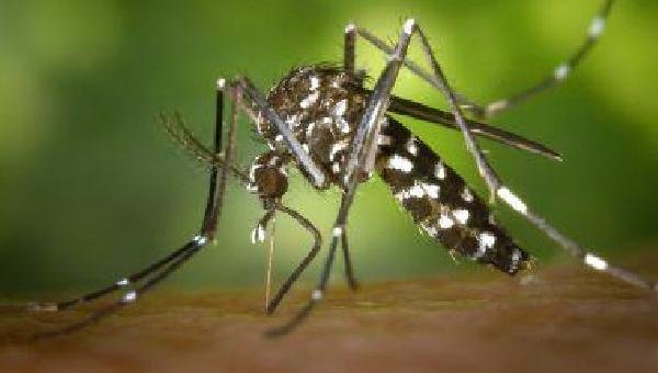 BAHIA TEM METADE DOS CASOS DE CHIKUNGUNYA DO BRASIL; REGISTROS NO ESTADO CRESCERAM 300%
