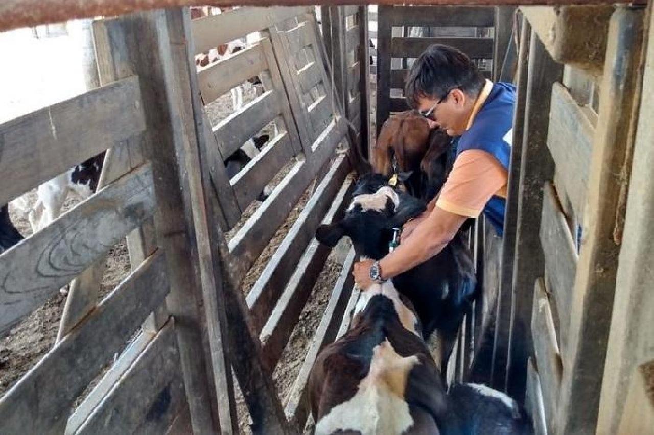 SEGUNDA ETAPA DA VACINAÇÃO CONTRA A FEBRE AFTOSA COMEÇA NA SEGUNDA-FEIRA SEGUNDA ETAPA DA VACINAÇÃO CONTRA A FEBRE AFTOSA COMEÇA NA SEGUNDA-FEIRA