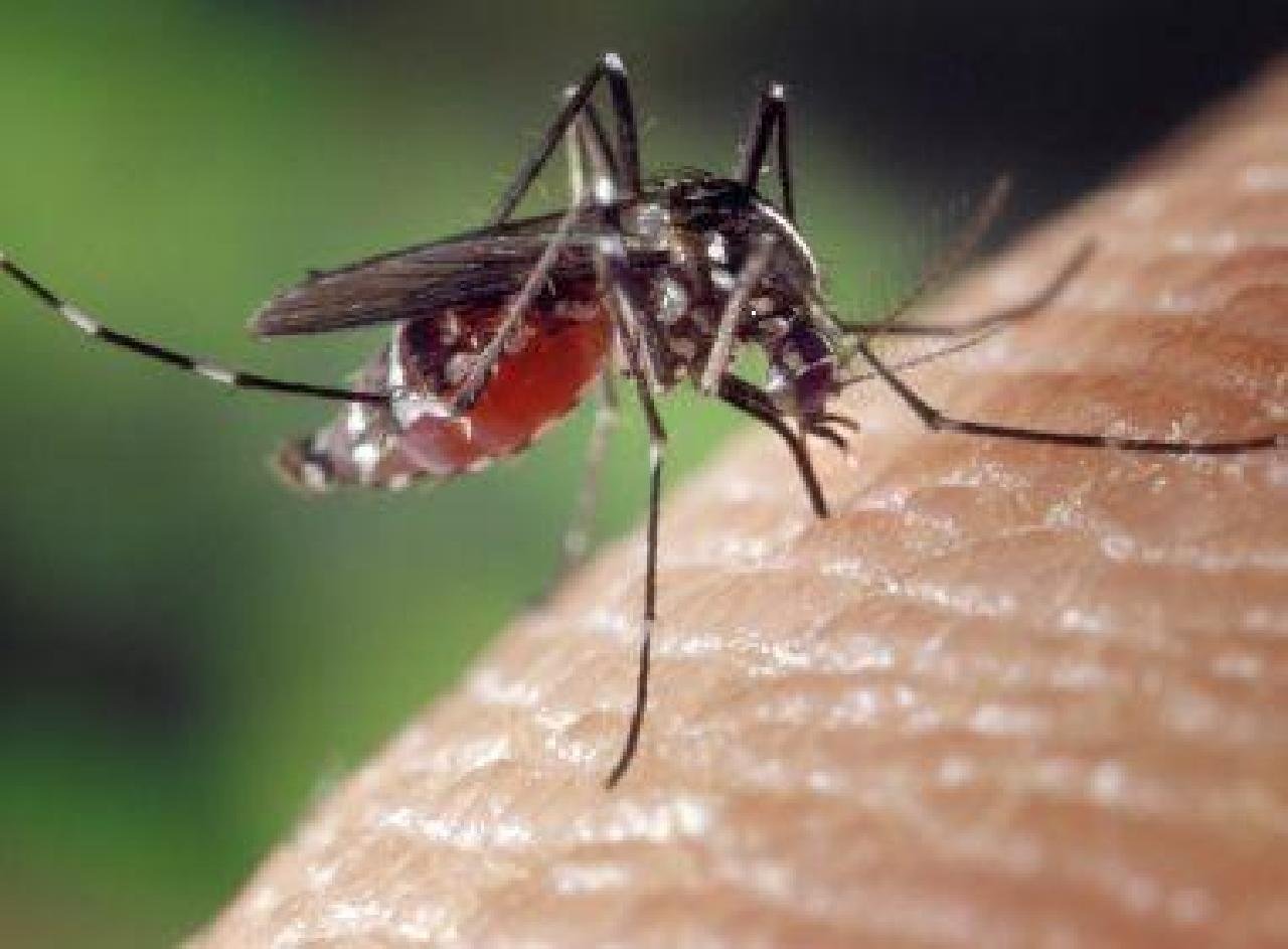 CHIKUNGUNYA REDUZ 66% NA BAHIA 