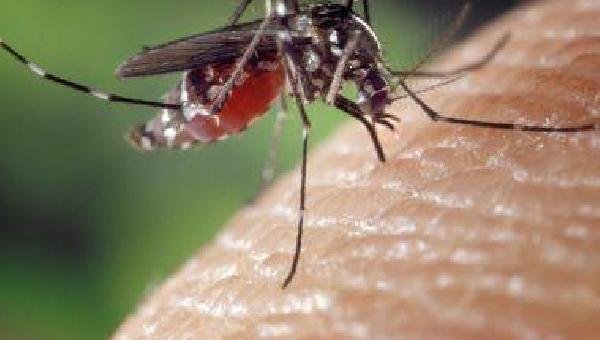 CHIKUNGUNYA REDUZ 66% NA BAHIA 