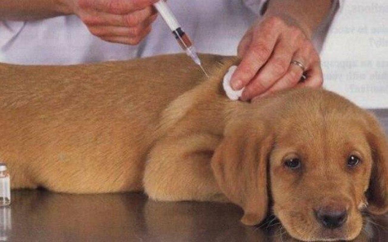 VIGILÂNCIA DE ZOONOSES DE ILHÉUS ESCLARECE SUSPENSÃO DA CAMPANHA ANTIRRÁBICA VIGILÂNCIA DE ZOONOSES DE ILHÉUS ESCLARECE SUSPENSÃO DA CAMPANHA ANTIRRÁBICA