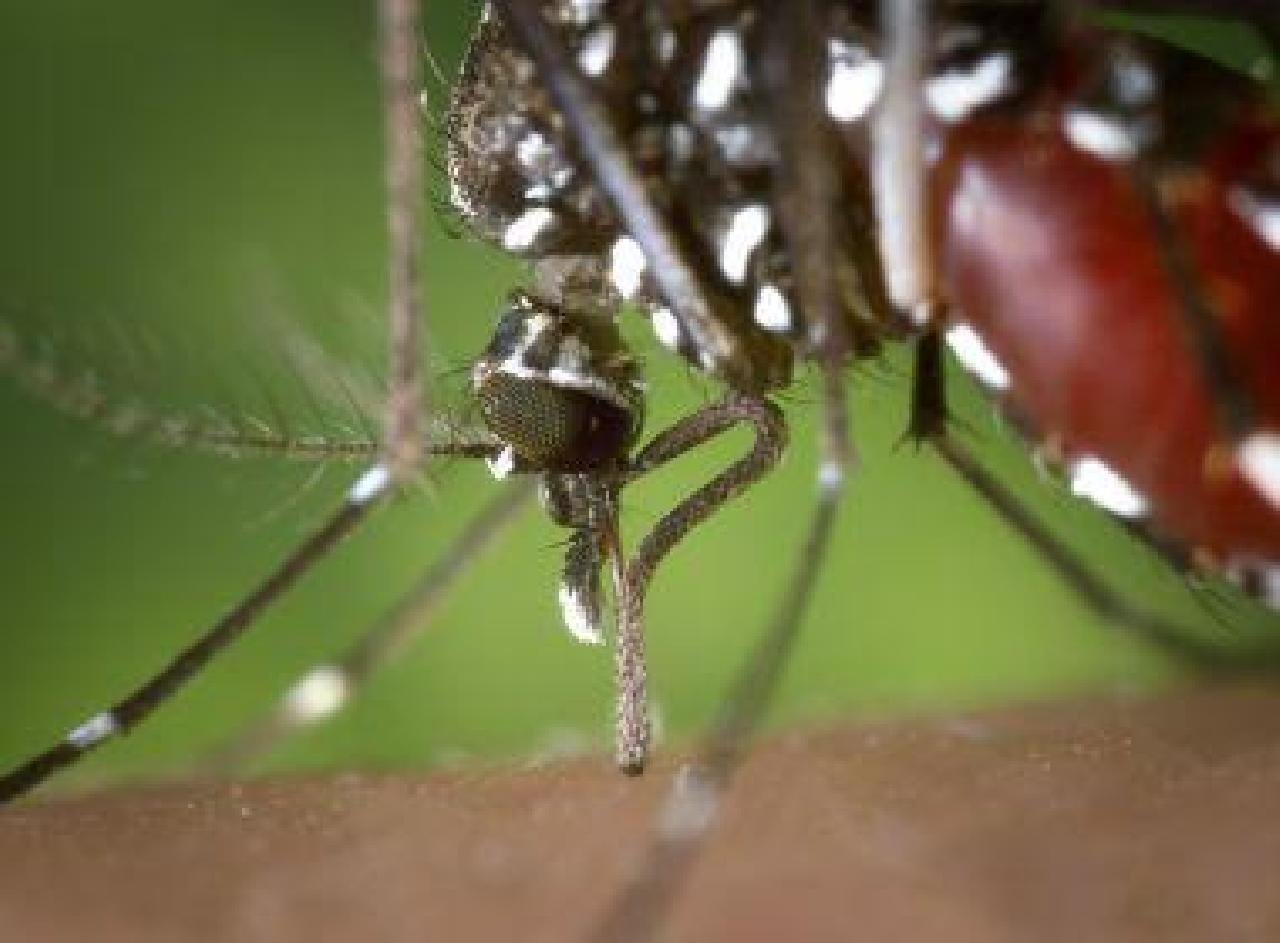 SITUAÇÃO DA BAHIA É 'CRÍTICA' COM PANDEMIA DA COVID E ENDEMIAS DE DENGUE E CHIKUNGUNYA. SITUAÇÃO DA BAHIA É 'CRÍTICA' COM PANDEMIA DA COVID E ENDEMIAS DE DENGUE E CHIKUNGUNYA.