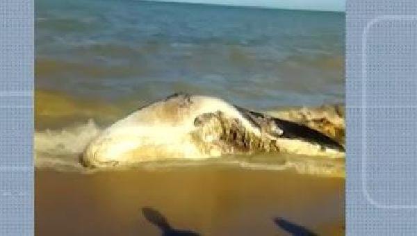 BALEIA É ENCONTRADA MORTA EM PRAIA DE ALCOBAÇA