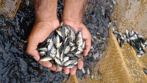 PROJETO “PEIXE FÁCIL” VAI BENEFICIAR PRODUTORES E VIABILIZAR CRIAÇÃO DE ALEVINOS EM ILHÉUS 