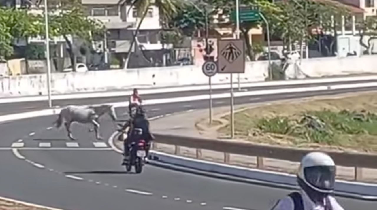 CAVALOS SOLTOS EM ILHÉUS COLOCAM MOTORISTAS E PEDESTRES EM RISCO CAVALOS SOLTOS EM ILHÉUS COLOCAM MOTORISTAS E PEDESTRES EM RISCO