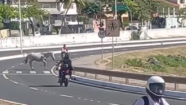 CAVALOS SOLTOS EM ILHÉUS COLOCAM MOTORISTAS E PEDESTRES EM RISCO