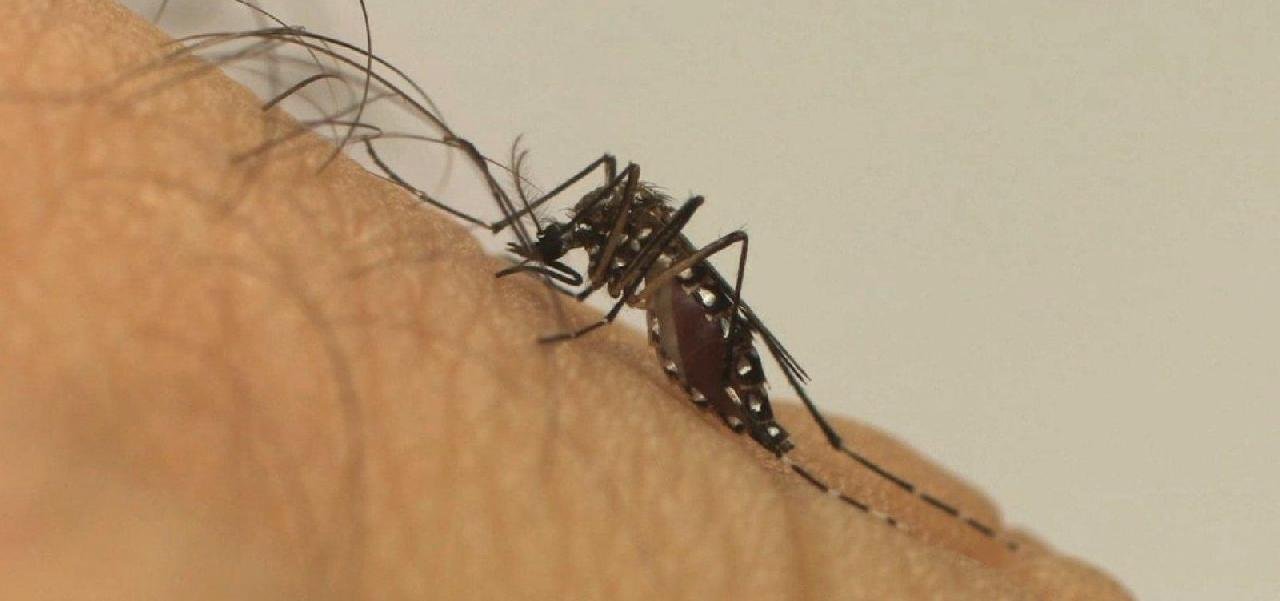 QUARTA MORTE POR DENGUE GRAVE É CONFIRMADA NA BAHIA; VÍTIMA É DE FEIRA DE SANTANA QUARTA MORTE POR DENGUE GRAVE É CONFIRMADA NA BAHIA; VÍTIMA É DE FEIRA DE SANTANA