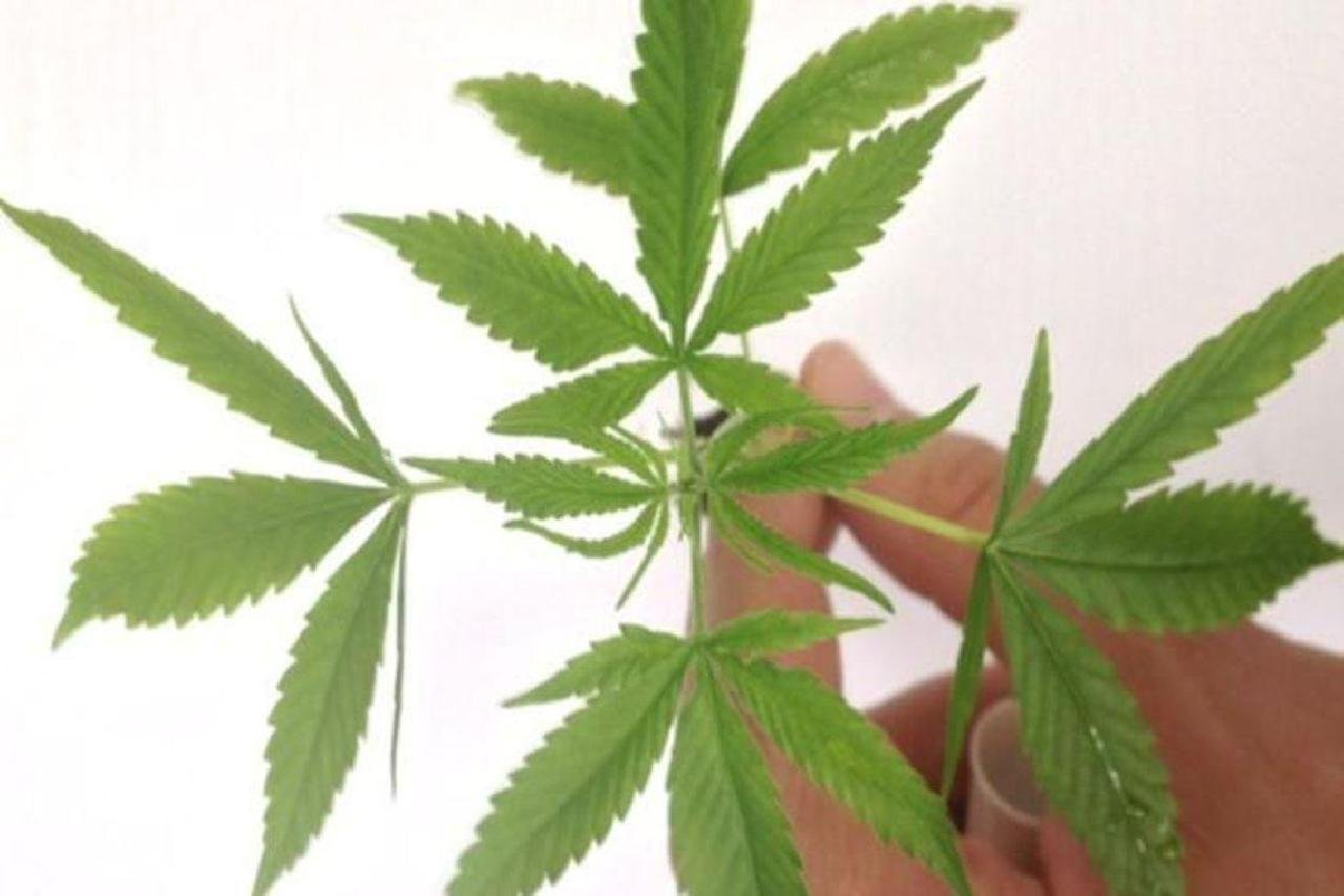 AUTORIZADA FABRICAÇÃO E VENDA DE MEDICAMENTOS À BASE DE CANNABIS/ AUTORIZADA FABRICAÇÃO E VENDA DE MEDICAMENTOS À BASE DE CANNABIS/