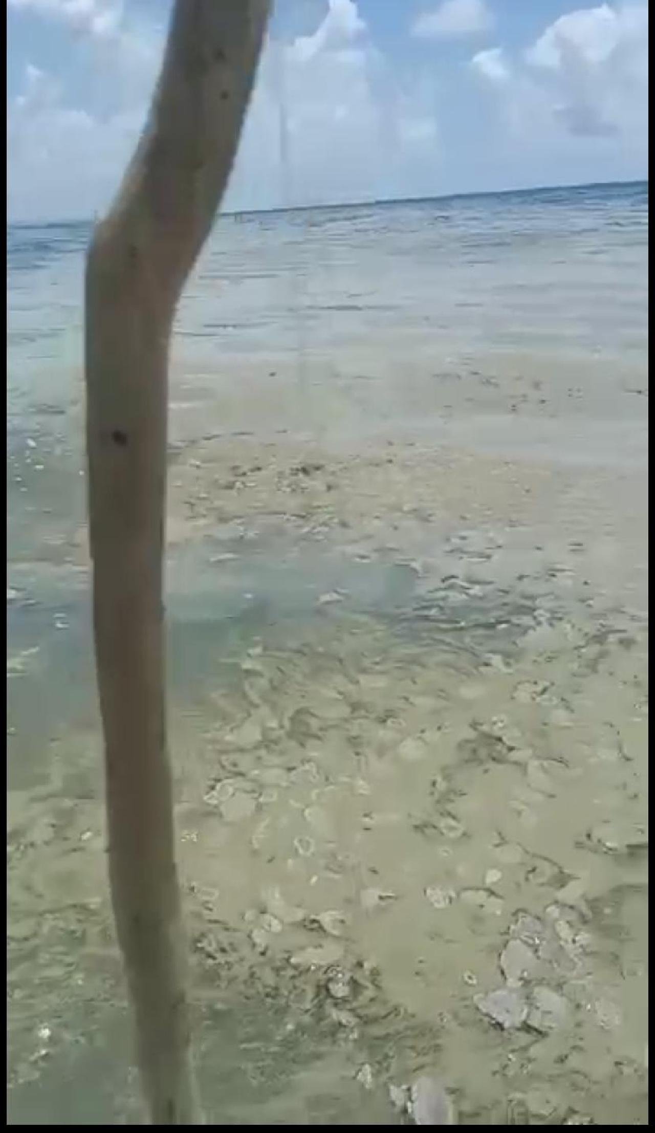 BACTÉRIA TÓXICA É ENCONTRADA NO MAR DA ZONA NORTE DE ILHÉUS BACTÉRIA TÓXICA É ENCONTRADA NO MAR DA ZONA NORTE DE ILHÉUS