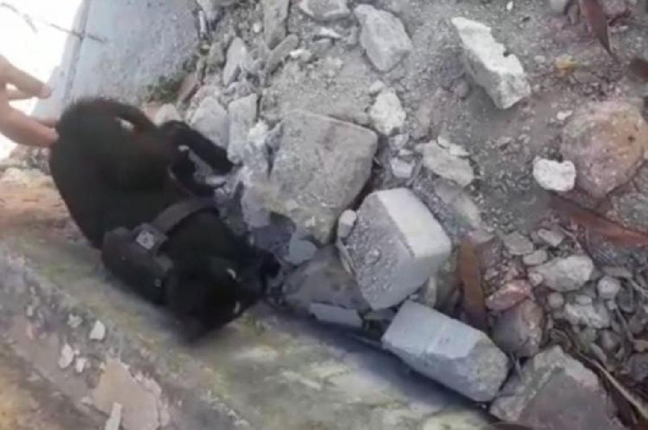 GATO É ENCONTRADO COM TORNOZELEIRA ELETRÔNICA EM FORTALEZA