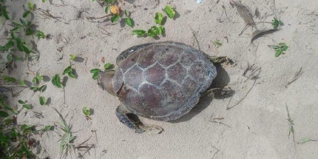 TARTARUGA JUVENIL É ACHADA MORTA EM PRAIA DE URUÇUCA; NÚMERO DE CASOS CHEGA A 167 NA REGIÃO